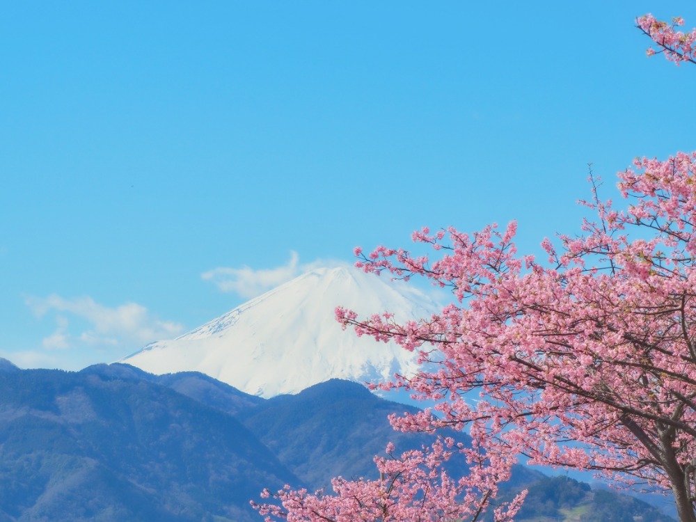 Your Japan. Your way. Our Local Expertise.