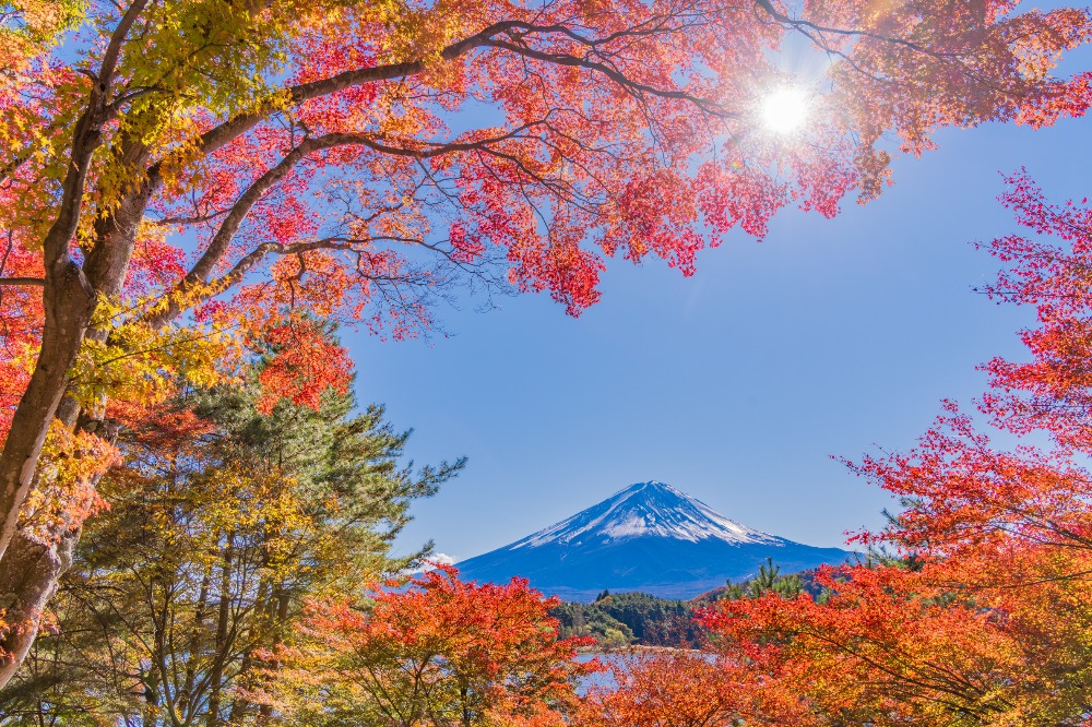 Echoes of Red: Japan Autumn Journey
